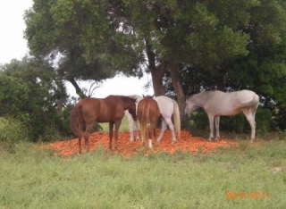 Caballos cerrados